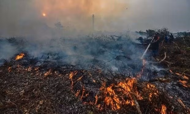 The palm oil industry was responsible for at least 39 percent of forest loss on the biodiversity-rich island of Borneo between 2000 and 2018. (Photo: OI)