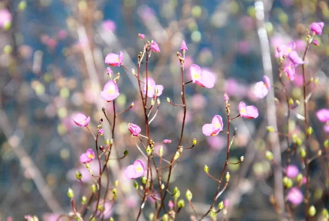 This rare kind of plant plays an important role in preserving the ecosystem in Tram Chim National Park, while attracting tourists for the beautiful color of its flowers. However, the flower is only in full bloom once a year.