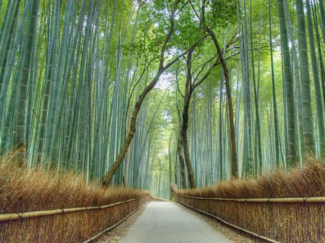 Rounding the list of top 50 include Arashiyama, Kyoto, Japan