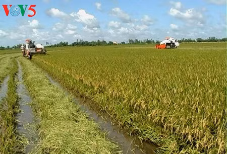 Building a brand for rice is the Mekong River Delta’s top priority (Photo: Phan Anh/VOV)