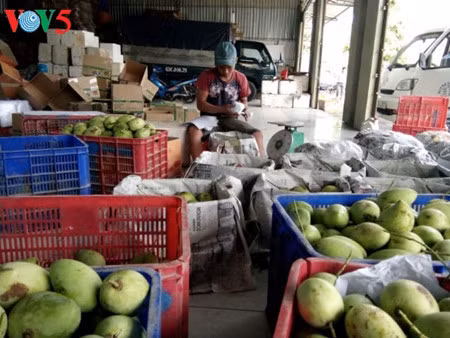 Cat Loc mangos (Photo: Nhat Truong/VOV)