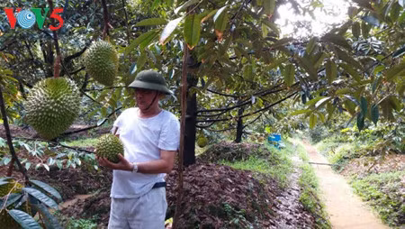 Durian brings in high economic values