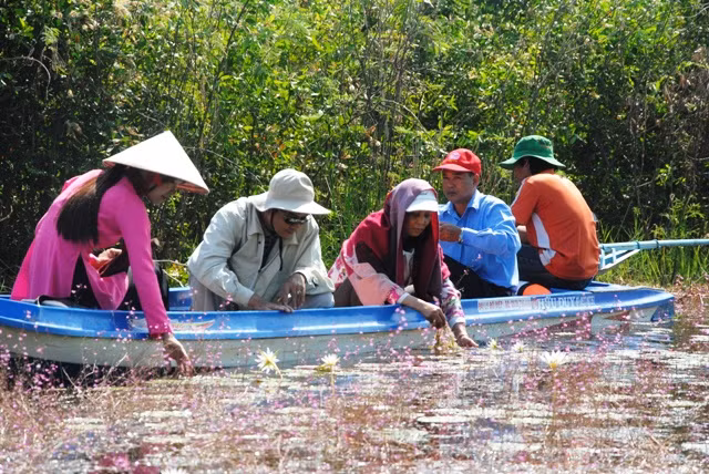 By February 21, there have been more 350 visitors coming to the canal. To really enjoy the fascinating floating fields of purple flowers, tourists can choose a full package tour (traveling by tram and boat with tour guide and a 1.5 hour stay in the melaleuca forest).