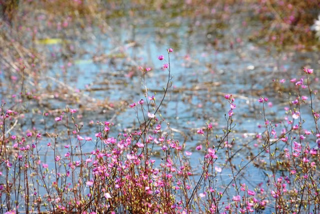 The purple Nhi Can flower belongs to the Utricularia family, able to grow on low and flooded land, usually together with lotus and water-lily flowers.