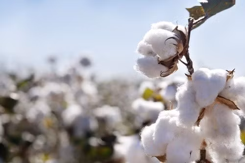 Vietnam suspends to import cotton from Ghana due to beetle infection. — Photo doanhnghiepvn.vn