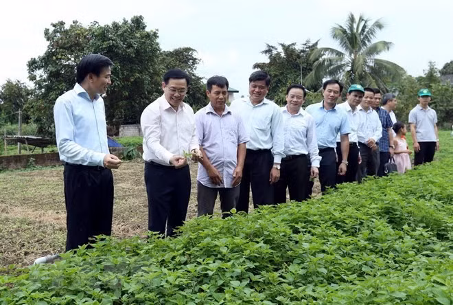Deputy Prime Minister Vuong Dinh Hue visits a model of growing clean vegetables of a local farmer in Dien Bien province (Photo: VNA)