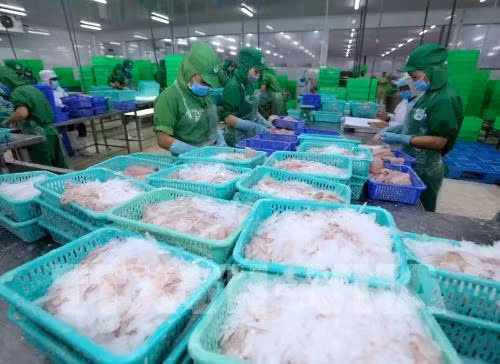 A production line of tra fish (pangasius) for exports in Dong Thap province (Photo: VNA)