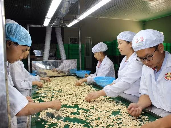 Cashew processed for exports (Photo: VNA) Cashew processed for exports (Photo: VNA)