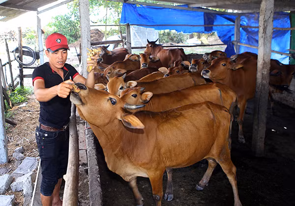 Dong taking care of his cow