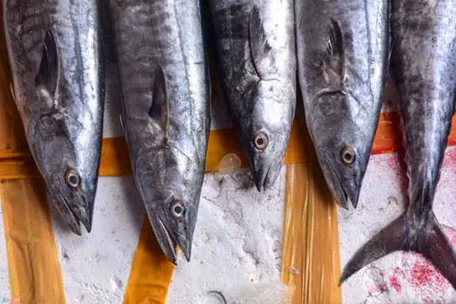 Buyers can pay just VND22,000 for a kilogram of short-finned lizardfish and VND130,000 for a kilogram of mackerel.