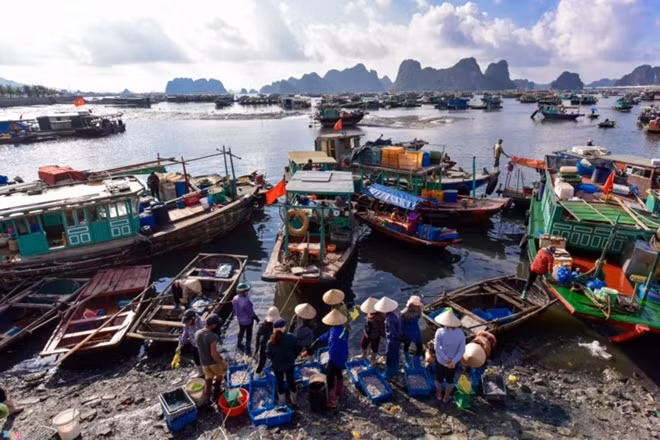 Fishermen voyage out to sea when the town lights up and return at midnight to start the fish market at 3 am.