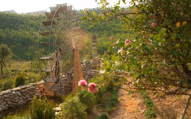 Sapa’s rose valley recognized as largest one in Vietnam.