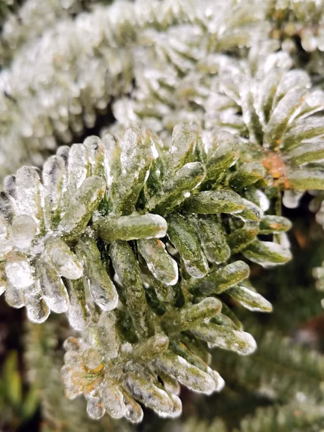 Over the past days, many tourists have been flocking to O Quy Ho to admire the unusual bout of frost and snow. Over the past days, many tourists have been flocking to O Quy Ho to admire the unusual bout of frost and snow.