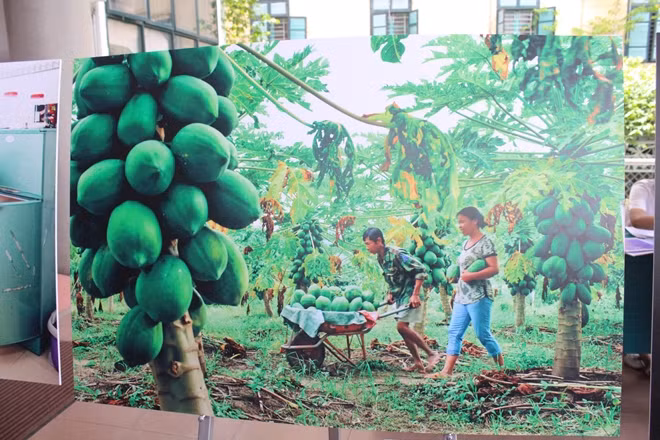 THE JOY OF HARVEST SEASON Photo: Le Minh Quat Husband and wife are happily harvesting the crop together.