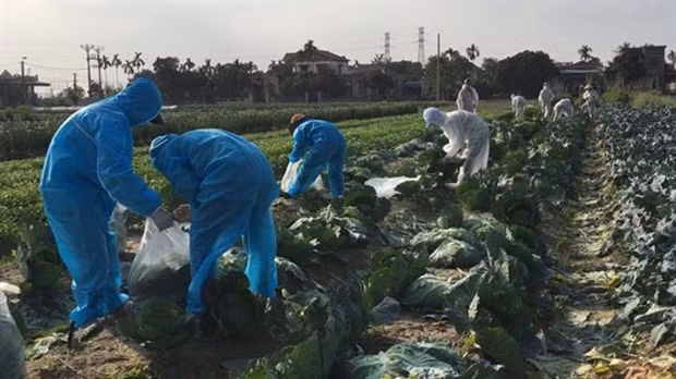 Harvesting cabbages in Kinh Mon town, Hai Duong province (Photo: nld.com.vn)