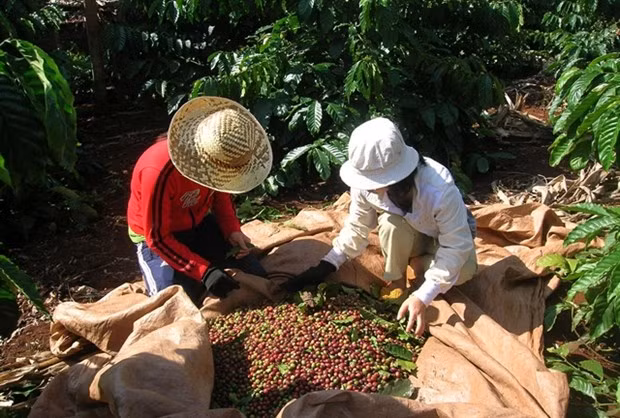 Vietnam exports 474,000 tonnes of coffee, earning 801 million USD in the first quarter of this year. (Photo: vietnambiz.vn)