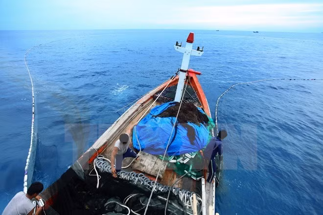 Ly Son residents go fishing in Quang Ngai waters - Illustrative image (Source: VNA)