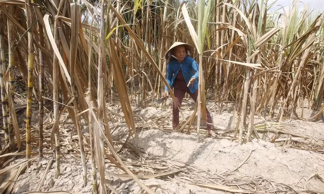 A farmer harvests dried sugarcane on her drought-stricken farm in Soc Trang Province in the Mekong Delta in Vietnam. Photo by Reuters/Kham
