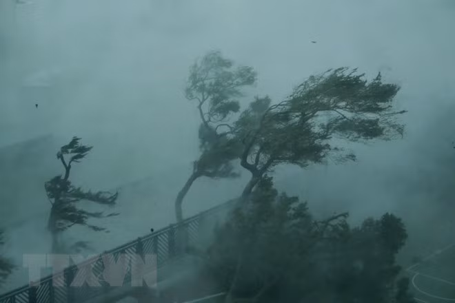 Typhoon Mangkhut brings along strong wind Typhoon Mangkhut brings along strong wind