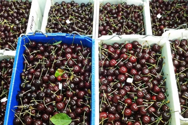 Australia exported over 5,600 tonnes of cherries in 2015- 2016