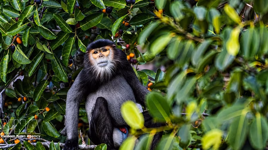 Measures suggested to conserve black-shanked doucs on Ba Den Mountain