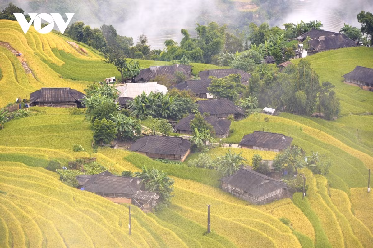 Terraced fields of Hoang Su Phi appear stunning during harvest season ảnh 5 Houses offer homestay services in Phung hamlet and are ideal places in which guests can enjoy whilst taking a trip to the mountainous area.