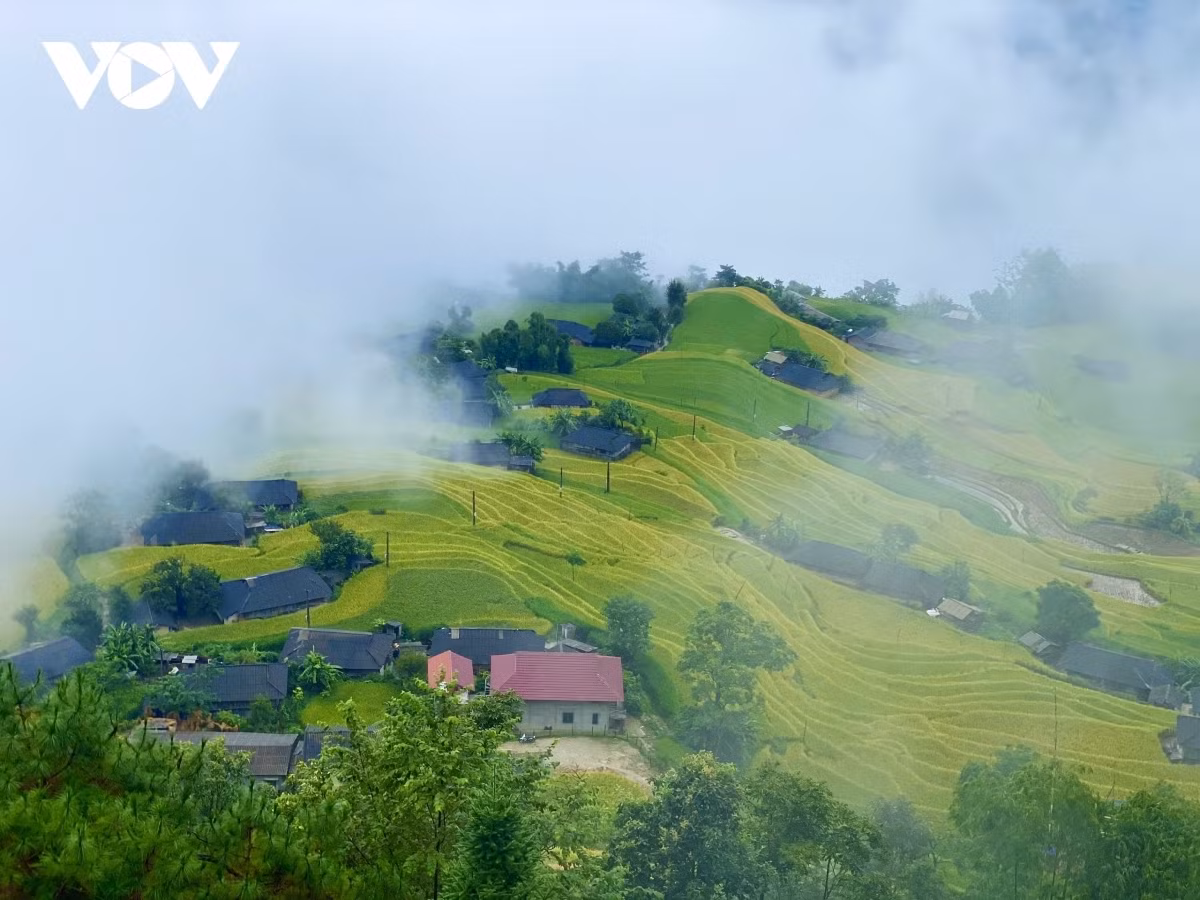 Terraced fields of Hoang Su Phi appear stunning during harvest season ảnh 1 Hoang Su Phi district in Ha Giang province is located approximately 300km from Hanoi. The terraced fields in the mountainous area are similar to a scene from a fairytale and are a worthy gift for tourists who must overcome plenty of obstacles on a long road in order to reach the site.