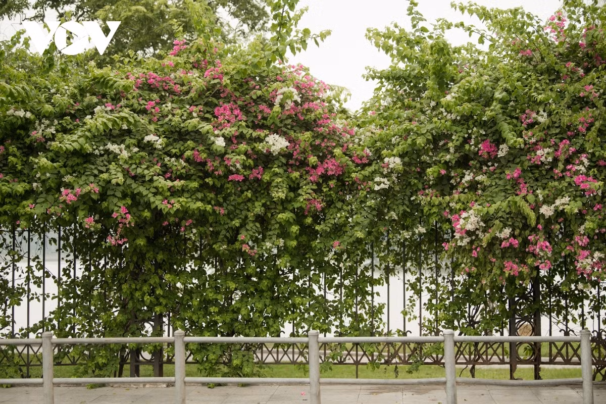 Plenty of streets throughout the city appear beautiful as they are adorned with pink blossoms.