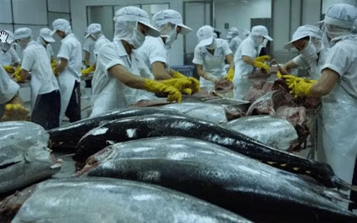 Tuna exports to major markets drop due to COVID-19 ảnh 1