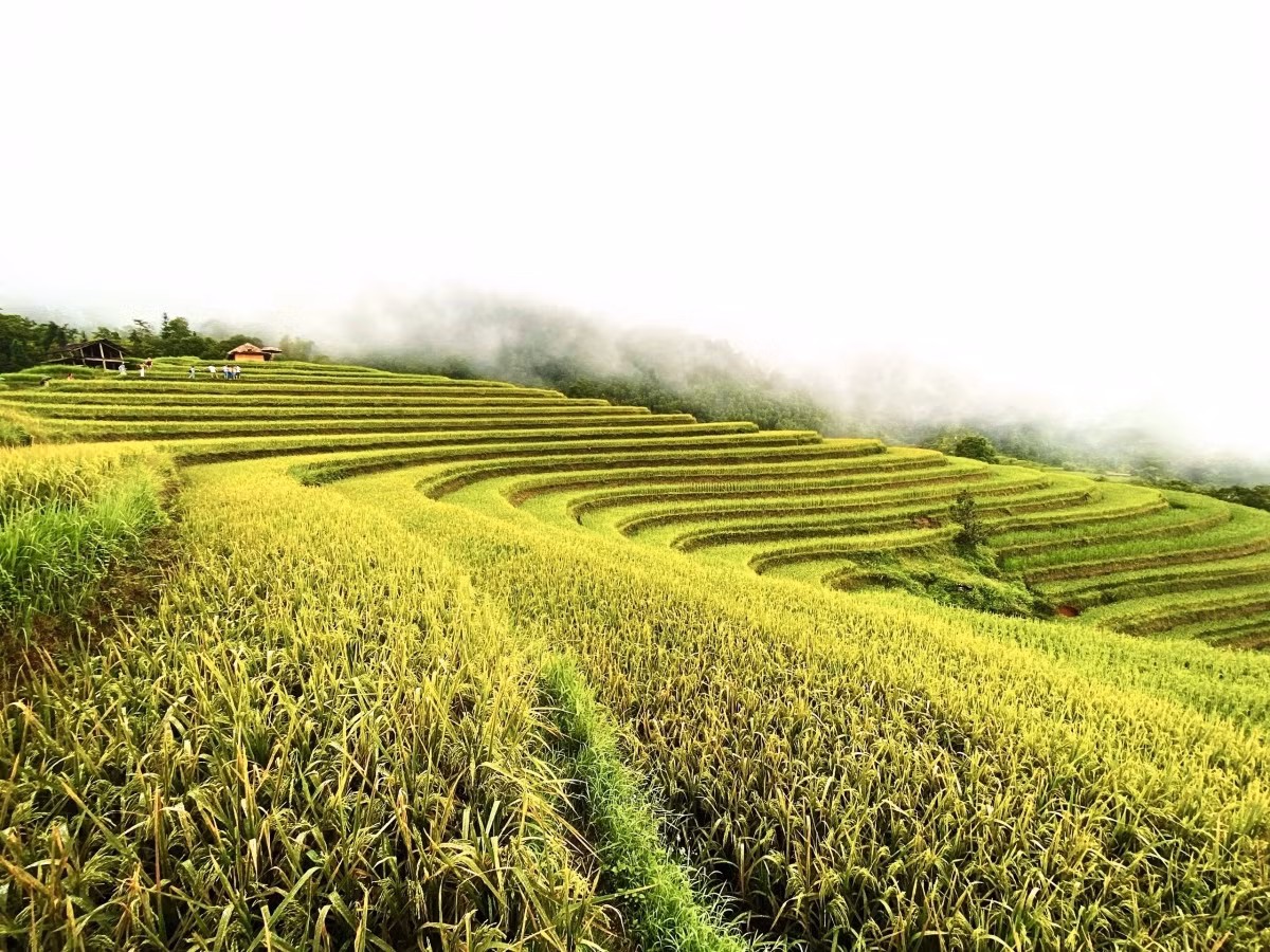 Terraced fields of Hoang Su Phi appear stunning during harvest season ảnh 14 Terraced fields of Hoang Su Phi appear stunning during harvest season ảnh 14