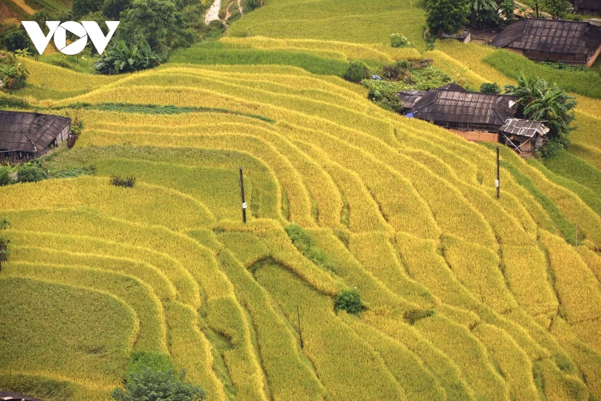 Terraced fields of Hoang Su Phi appear stunning during harvest season ảnh 11 Terraced fields of Hoang Su Phi appear stunning during harvest season ảnh 11