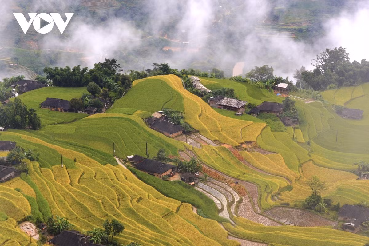Terraced fields of Hoang Su Phi appear stunning during harvest season ảnh 4 Terraced fields of Hoang Su Phi appear stunning during harvest season ảnh 4