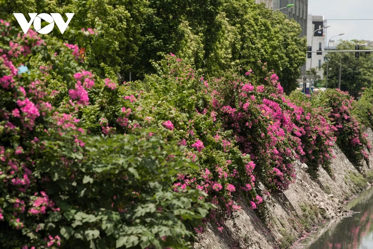 Blossoming Hoa Giay flowers beautify Hanoi during summer ảnh 7