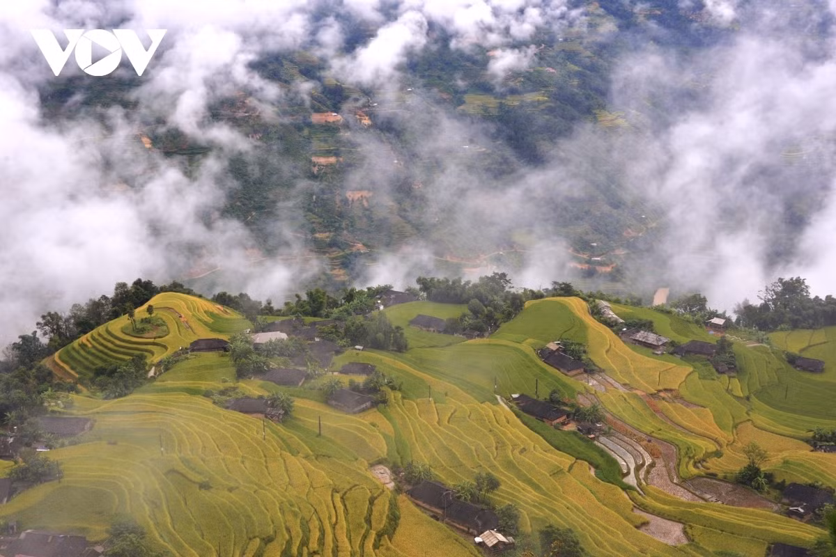 Terraced fields of Hoang Su Phi appear stunning during harvest season ảnh 7 Terraced fields of Hoang Su Phi appear stunning during harvest season ảnh 7