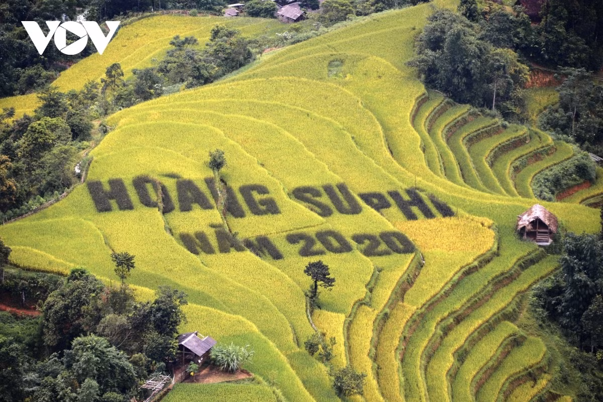 Terraced fields of Hoang Su Phi appear stunning during harvest season ảnh 13 Terraced fields of Hoang Su Phi appear stunning during harvest season ảnh 13