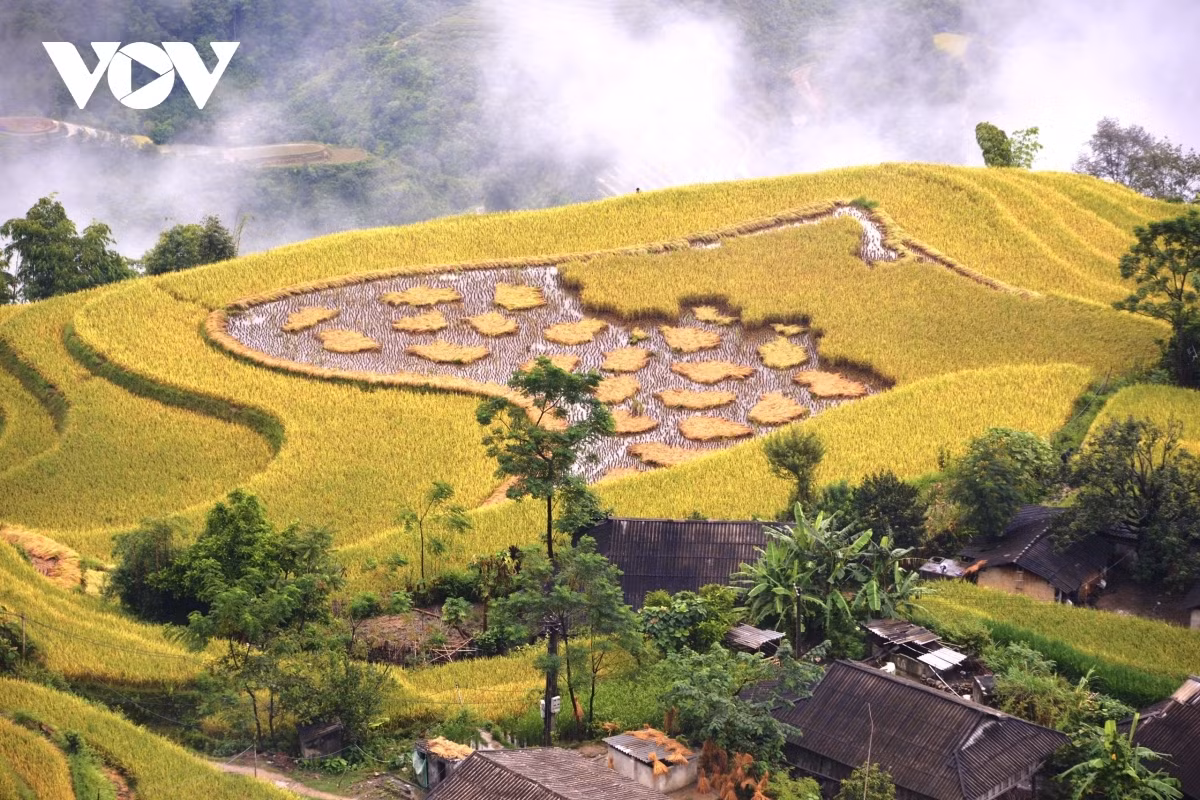 Terraced fields of Hoang Su Phi appear stunning during harvest season ảnh 10 Following are some beautiful images taken of Hoang Su Phi’s terraced fields during the harvest season: