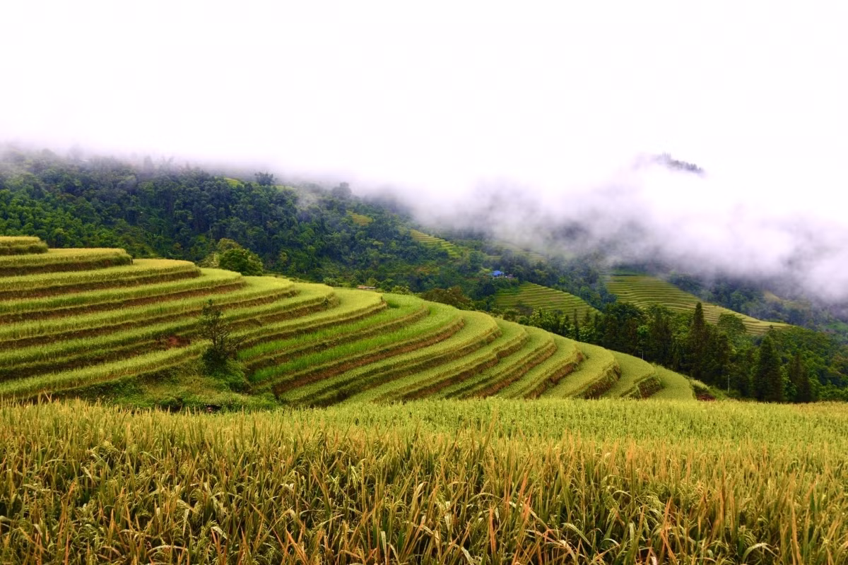 Terraced fields of Hoang Su Phi appear stunning during harvest season ảnh 15 Terraced fields of Hoang Su Phi appear stunning during harvest season ảnh 15