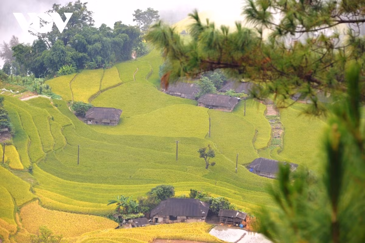 Terraced fields of Hoang Su Phi appear stunning during harvest season ảnh 2 Terraced fields of Hoang Su Phi appear stunning during harvest season ảnh 2