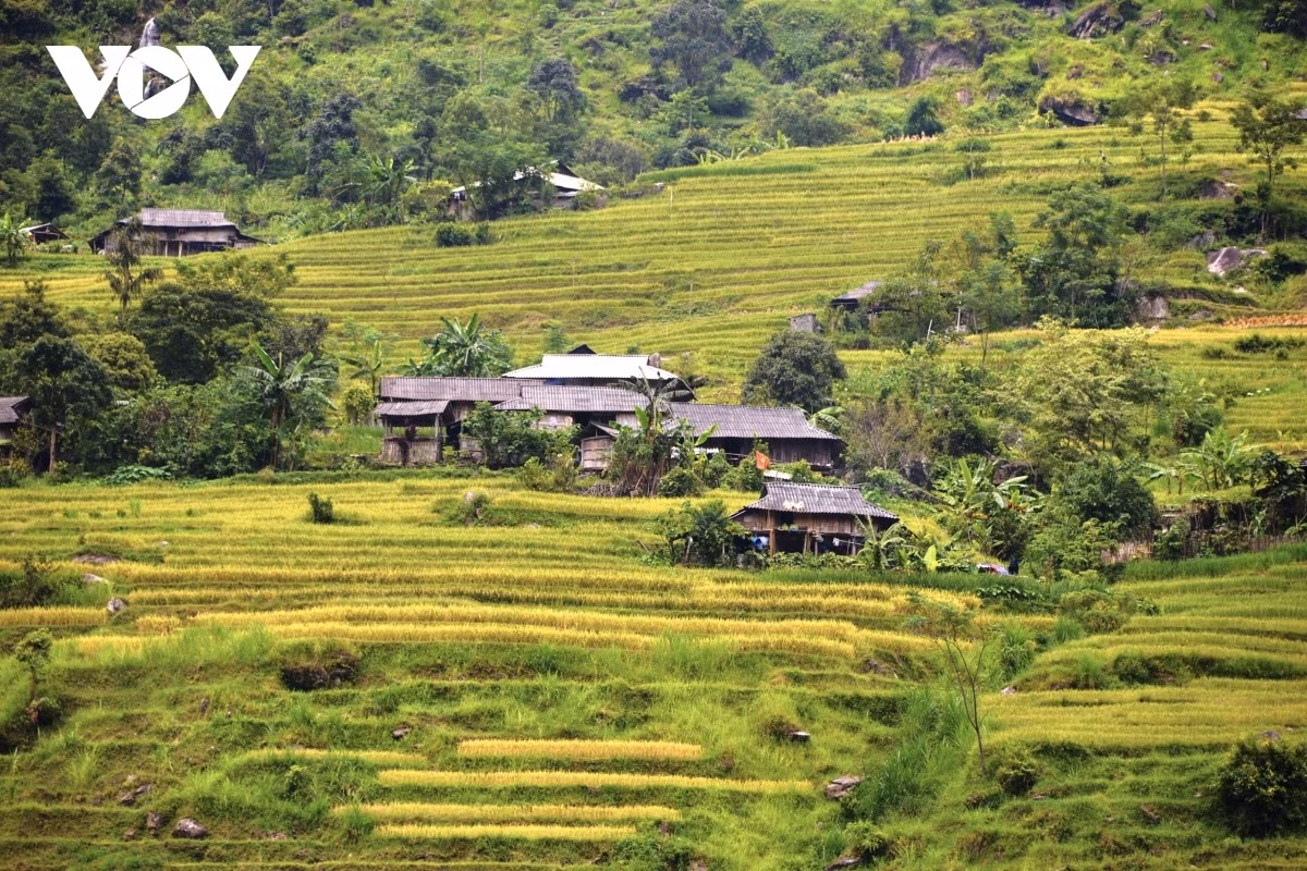 Terraced fields of Hoang Su Phi appear stunning during harvest season ảnh 12 Terraced fields of Hoang Su Phi appear stunning during harvest season ảnh 12