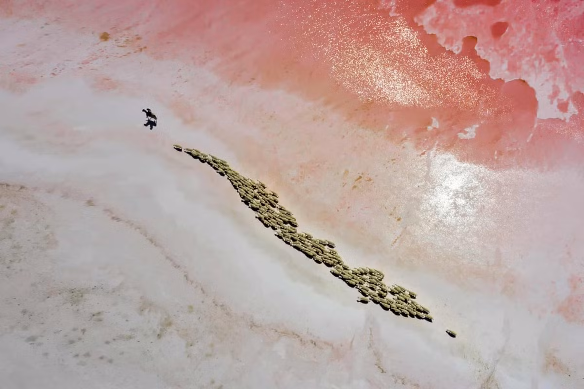 An artwork by F. Dilek Uyar features on the shortlist in the travel category. It depicts&nbsp;Lake Tuz in Ankara, Turkey, which turns pink in the summer. On the edge of the lake is an old fountain where local shepherds occasionally bring their herds during the day, before they return to their grazing.