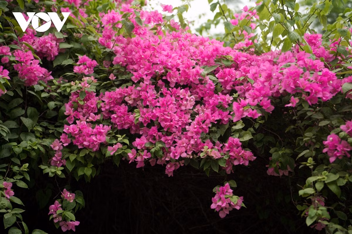 The flowers can be seen everywhere, including parks, schools, and homes.