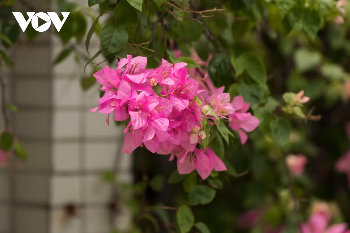 Hoa Giay in full bloom are an eye-catching sight which pleases many locals.