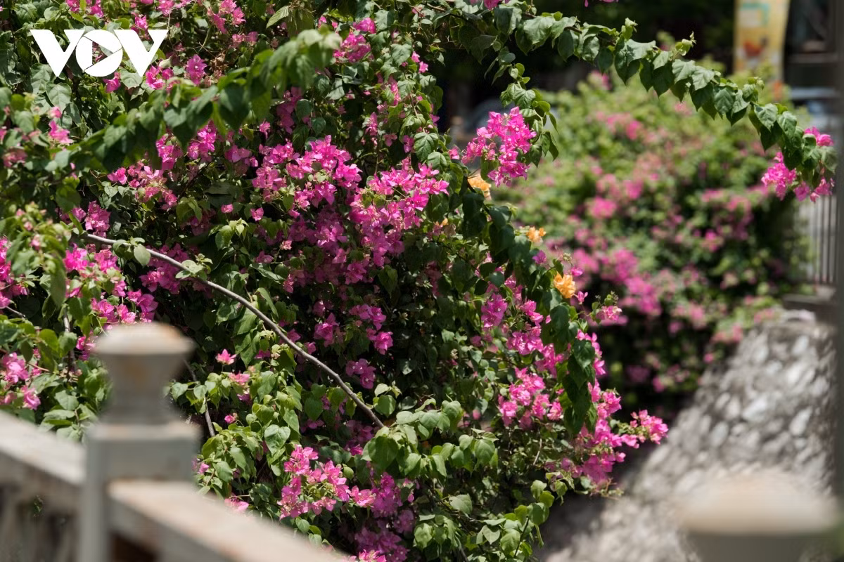 Blossoming Hoa Giay flowers beautify Hanoi during summer ảnh 11
