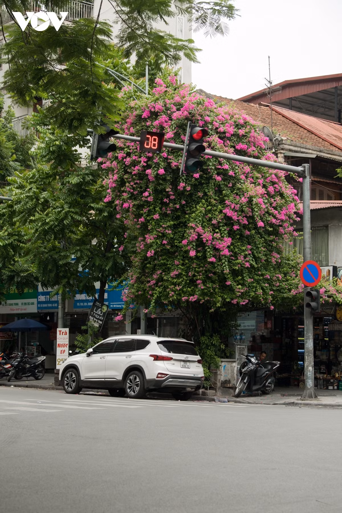 Blossoming Hoa Giay flowers beautify Hanoi during summer ảnh 6