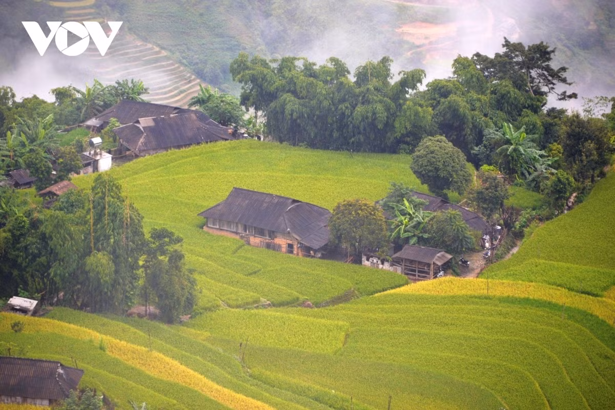 Terraced fields of Hoang Su Phi appear stunning during harvest season ảnh 3 Within Hoang Su Phi district, Phung hamlet is an unmissable destination for tourists.
