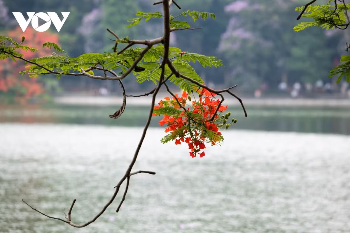 Hanoi streets adorned with red flamboyant blossoming ảnh 6 A branch of a flame tree flower on the banks of Ho Guom (Sword Lake)