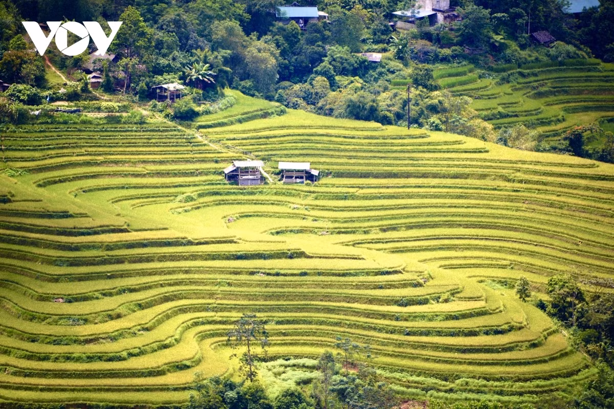 Terraced fields of Hoang Su Phi appear stunning during harvest season ảnh 18 Terraced fields of Hoang Su Phi appear stunning during harvest season ảnh 18