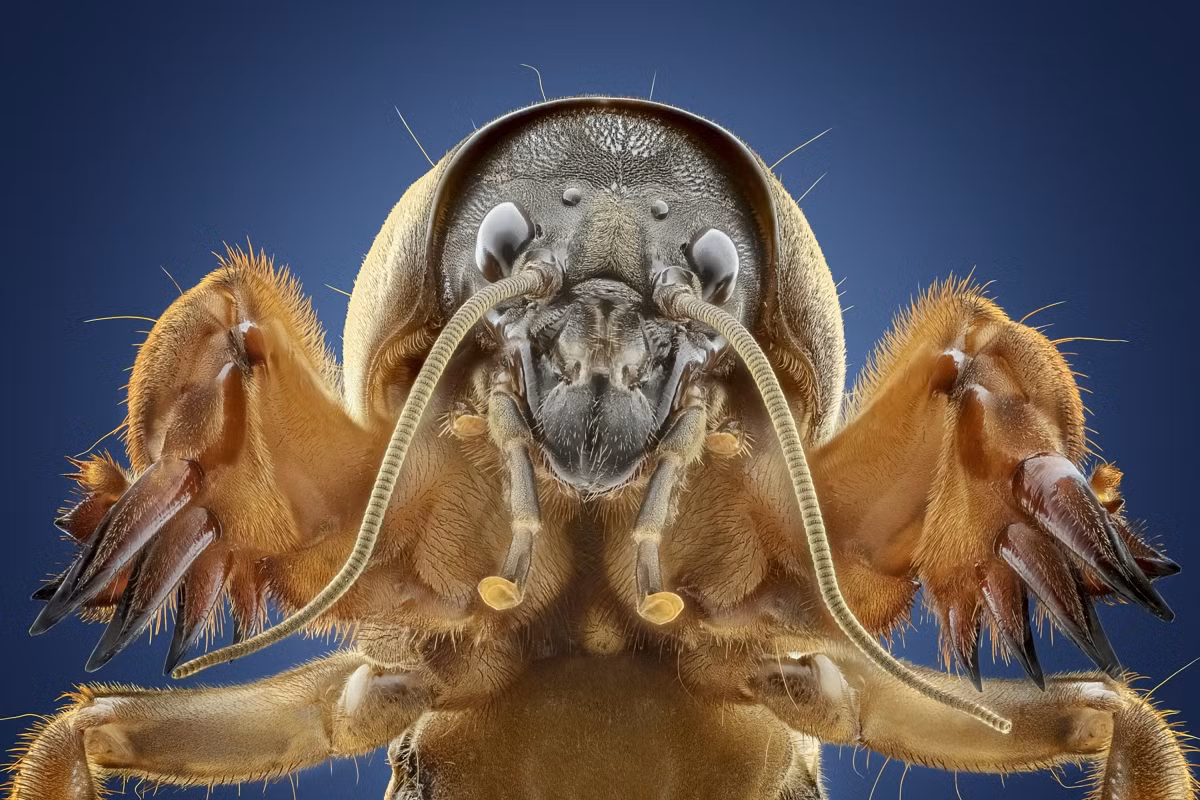 Marco Jongsma from the Netherlands tops the Wildlife category.