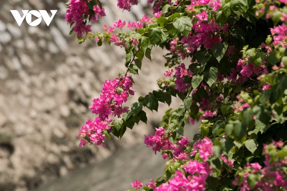 Blossoming Hoa Giay flowers beautify Hanoi during summer ảnh 12