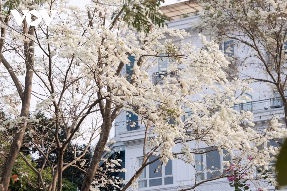 Blossoming Hoa Sua flowers beautify Hanoi during spring months ảnh 7 The flowers can easily be found on many streets throughout the capital, including Thanh Nien, Kim Ma, Phan Dinh Phung, Hoang Dieu, and Tran Hung Dao.